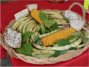 Gousses et grains de Haricots-Maïs du Béarn